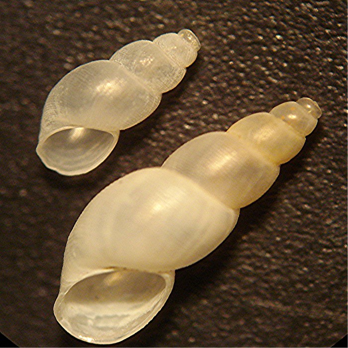 Ceratia proxima